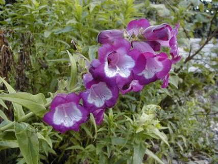 Flowers in Golden Gate Park<br>Location: <a href="https://www.google.com/maps/search/?api=1&query=37.76932,-122.47273" target="_new">Golden Gate Park</a>